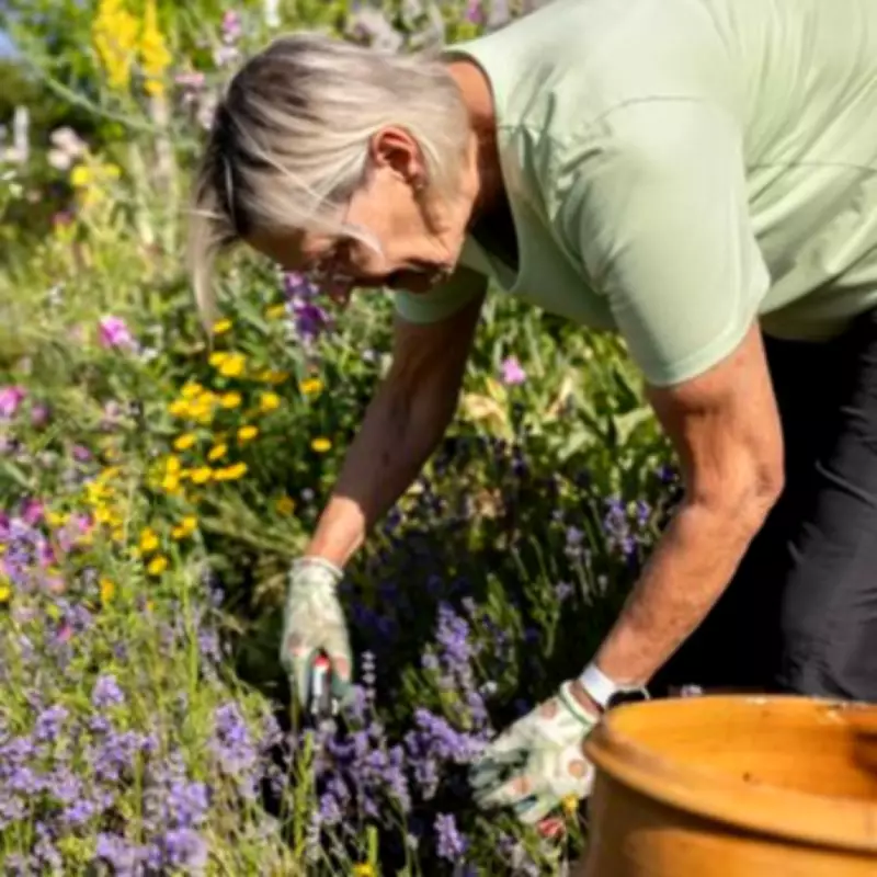 Eggshells Boost Lavender Growth: Natural Fertiliser Secret Revealed