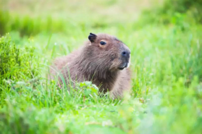 Elusive Capybara Samba Evades Capture for Two Weeks After Zoo Escape