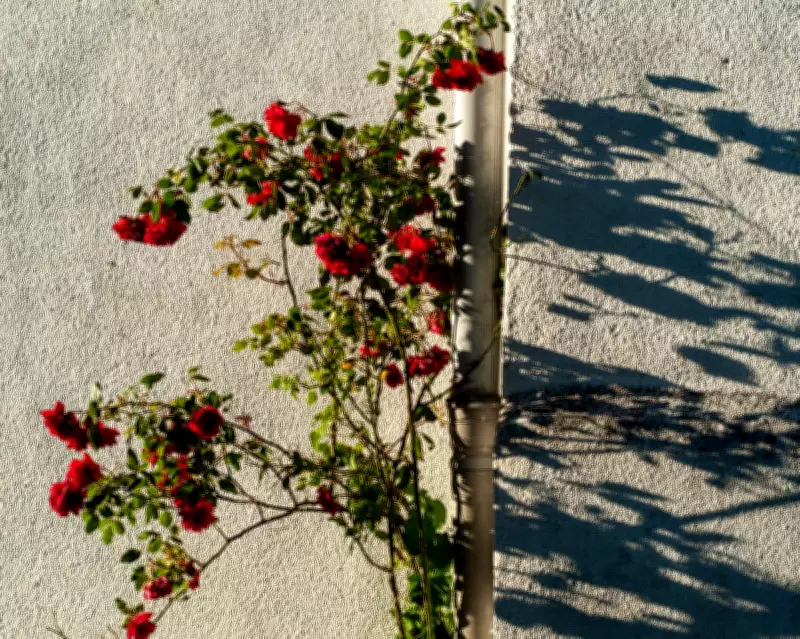 Embracing Negative Space: Japanese Ikebana Inspires Garden Design