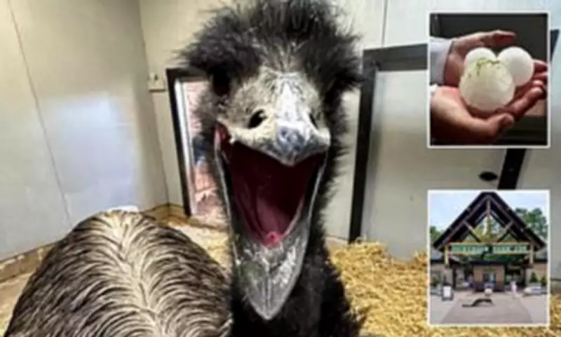 Emu Killed by Softball-Sized Hail in Devastating Missouri Storm