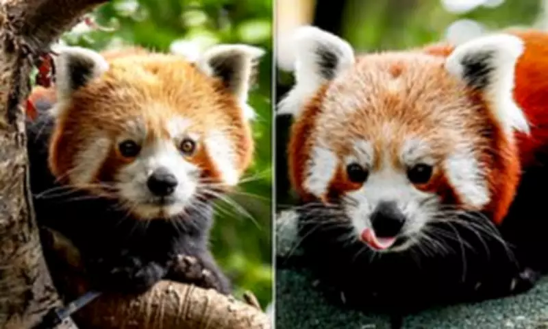Endangered Red Panda Priya Arrives at Highland Wildlife Park in Conservation Boost