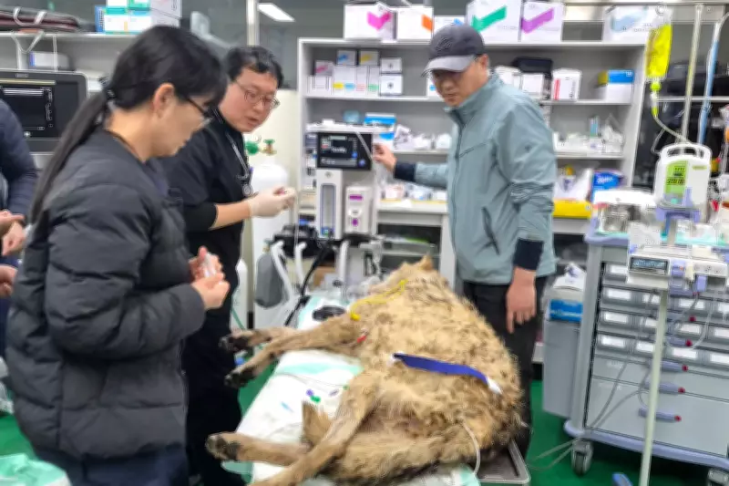 Escaped Korean Wolf Recaptured After Nine-Day Search Involving 300 Personnel