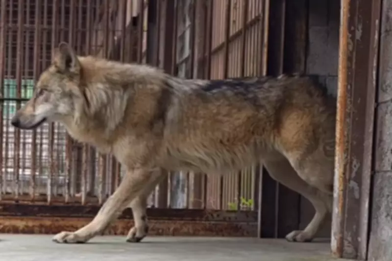 Escaped South Korean Wolf Sparks Merchandise Frenzy and Crypto Craze