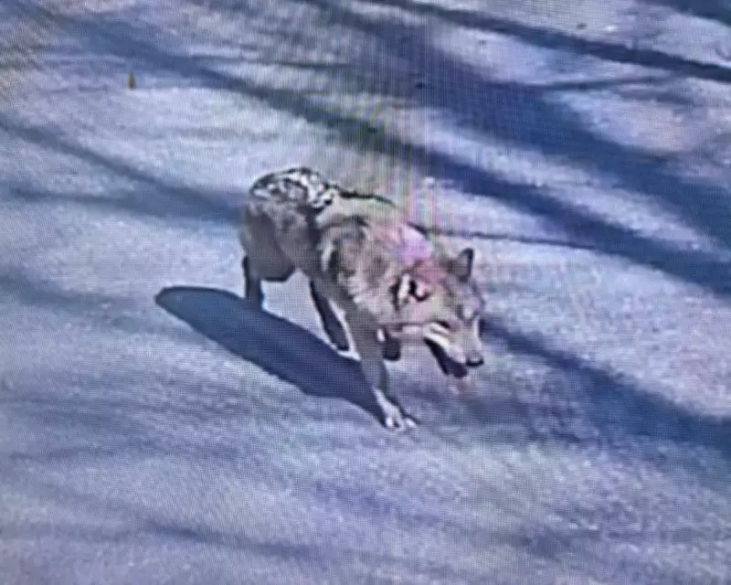 Escaped Wolf Neukgu Safely Captured After Nine-Day Search in South Korea