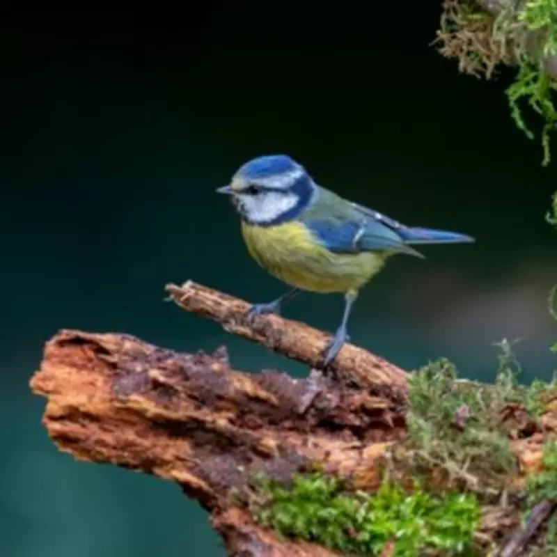 Essential Spring Cleaning for Bird Feeders to Protect Blue Tits and Garden Birds