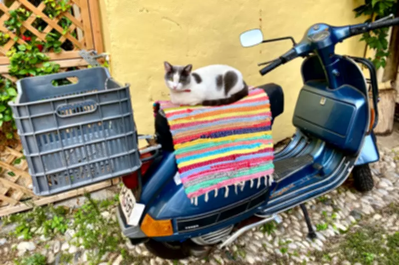 EU Pet Passport Loophole Closed: New Rules for UK Pet Owners