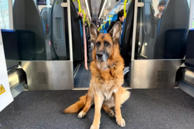 EU Pet Passports, War Insurance, EES Entry, and Train to Istanbul: Travel Q&A