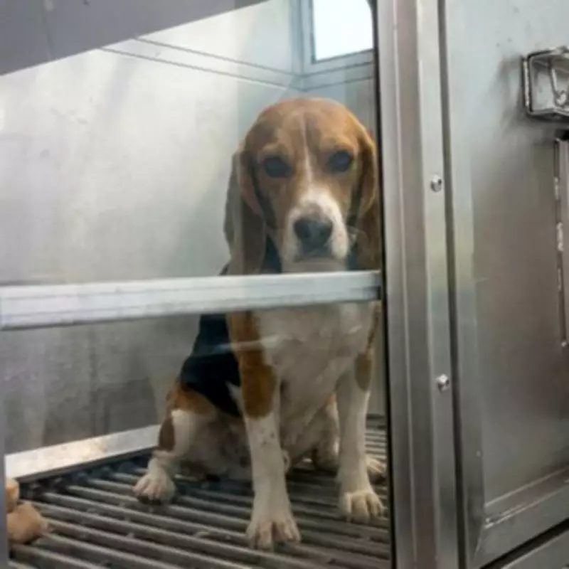 Exclusive: Disturbing Animal Testing Footage Sparks Urgent Calls for UK Ban