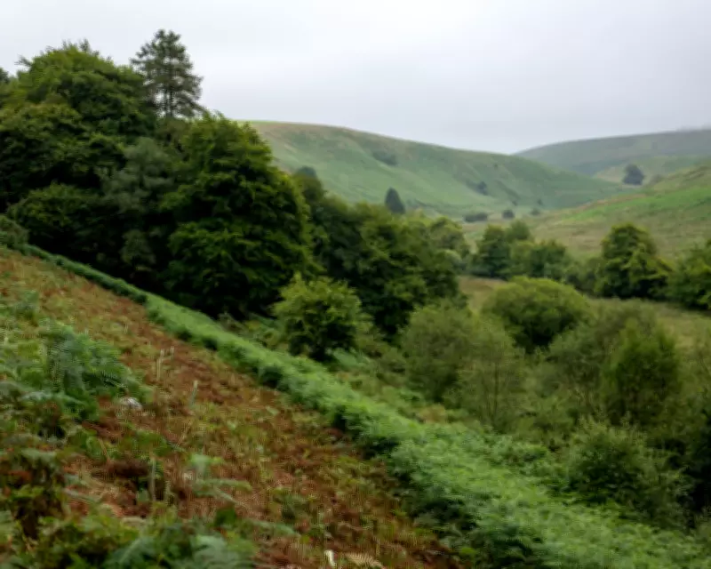 Exmoor Big Cat Sighting in 1982 Confirmed by Biologist Witness