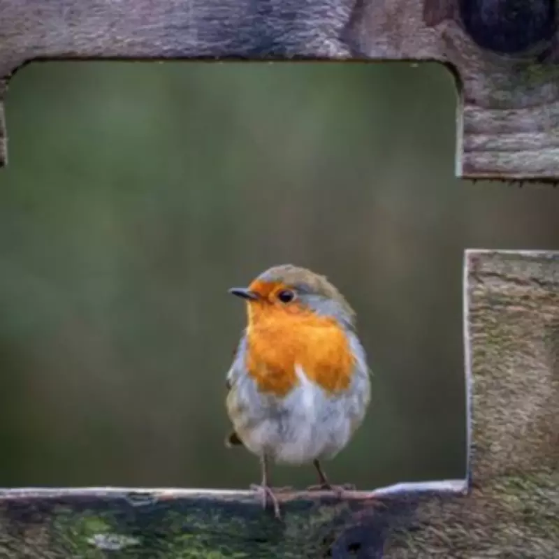 Expert Guide: Optimal Bird Feeder Placement to Attract Birds and Deter Pests