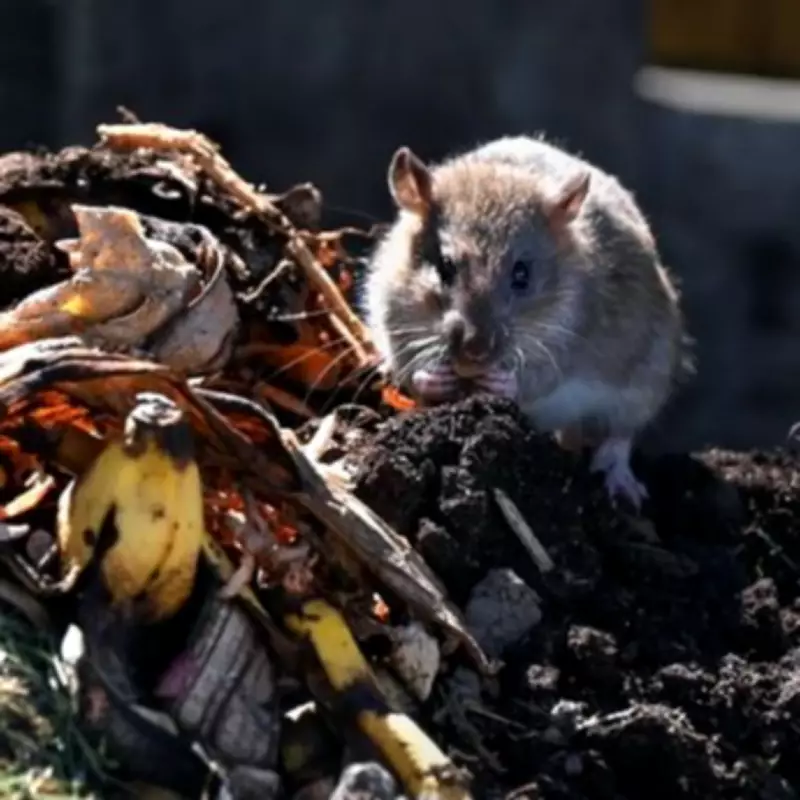 Expert Natural Methods to Deter Rodents from Gardens Without Harming Wildlife