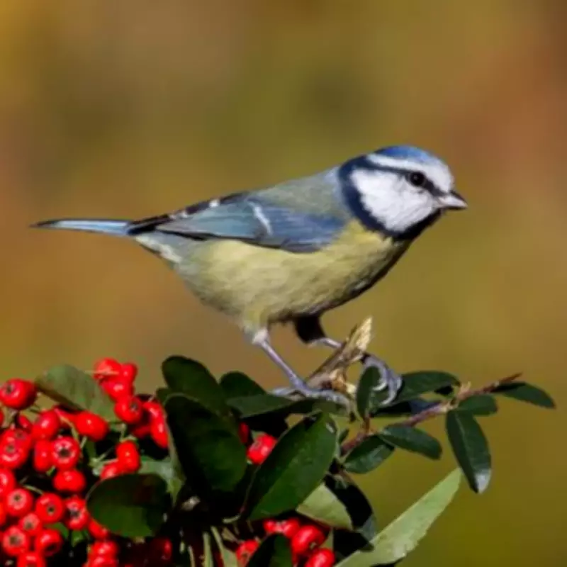 Expert Reveals 3 Key Plants to Attract Birds to Your Garden This April