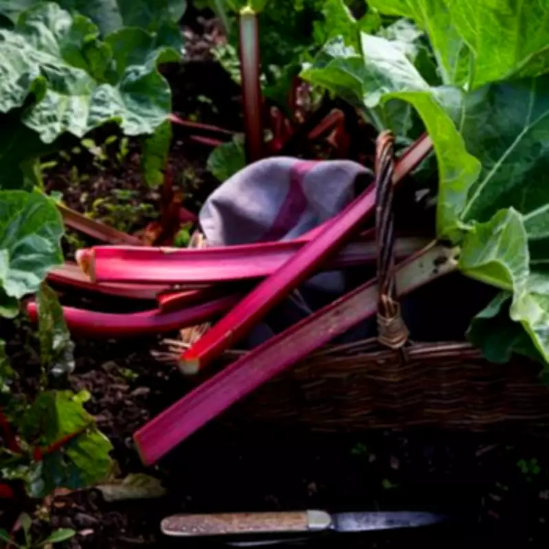 Expert Reveals Crucial April Task for Sweeter, Tender Rhubarb Harvest