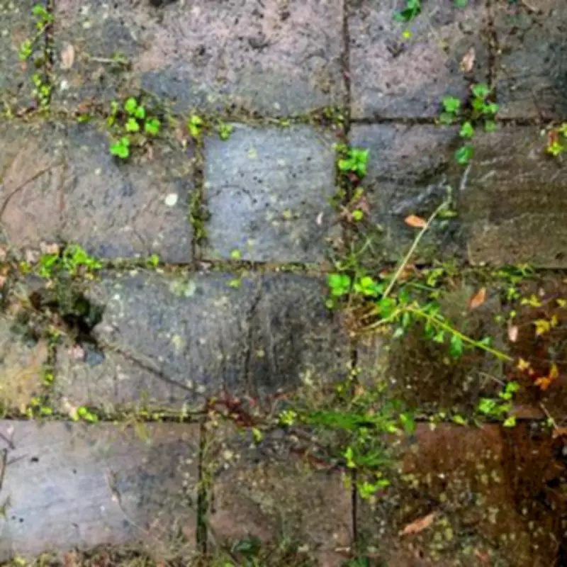 Expert Reveals How to Clean Patios Without a Pressure Washer