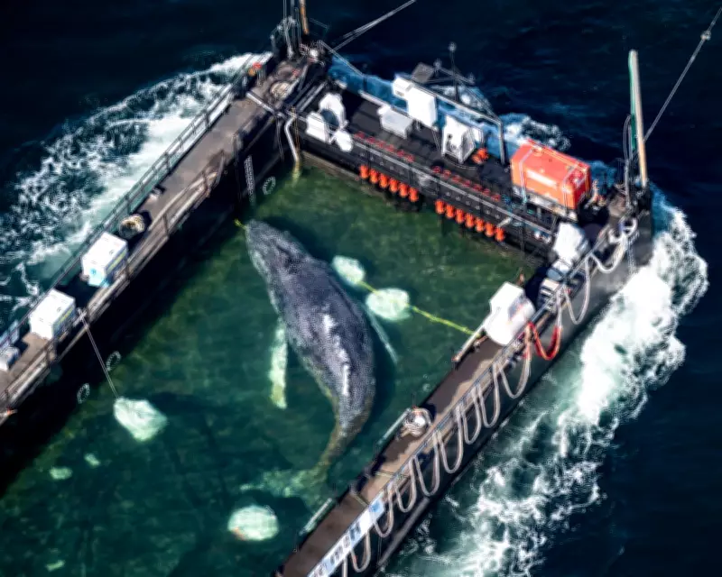 Experts Criticise Rescue of Stranded Whale Timmy as Inadvisable