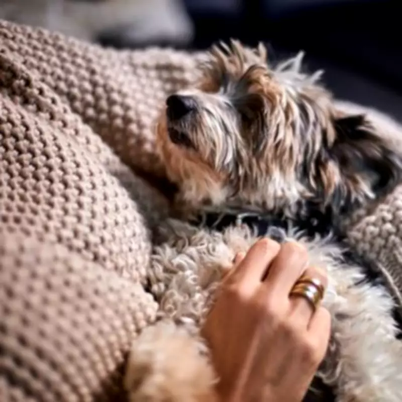 Experts Reveal Simple 30-Minute Method to Become Your Dog's Favourite Person