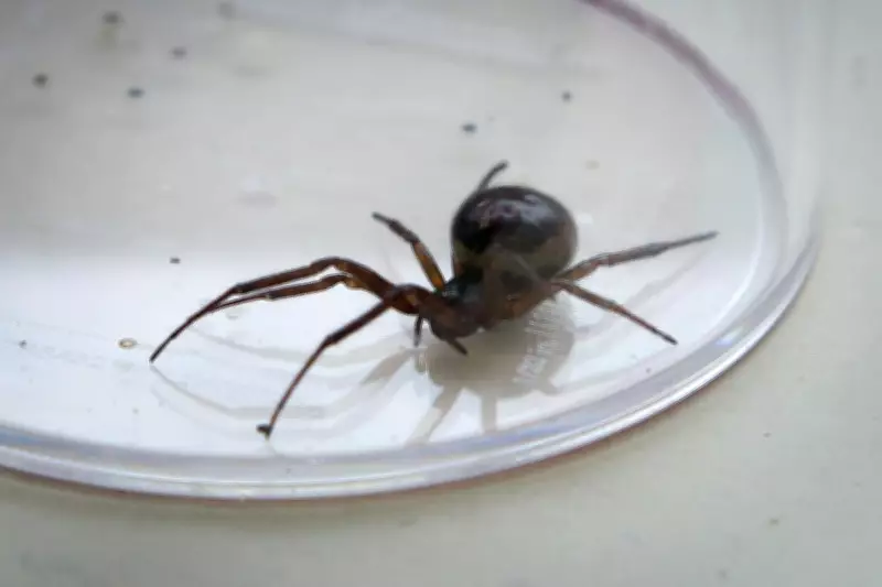 Experts Warn of 'Explosion' in False Widow Spider Population Across UK