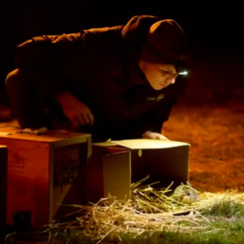 Extinct Australian bandicoot returns to wild in landmark genetic rescue