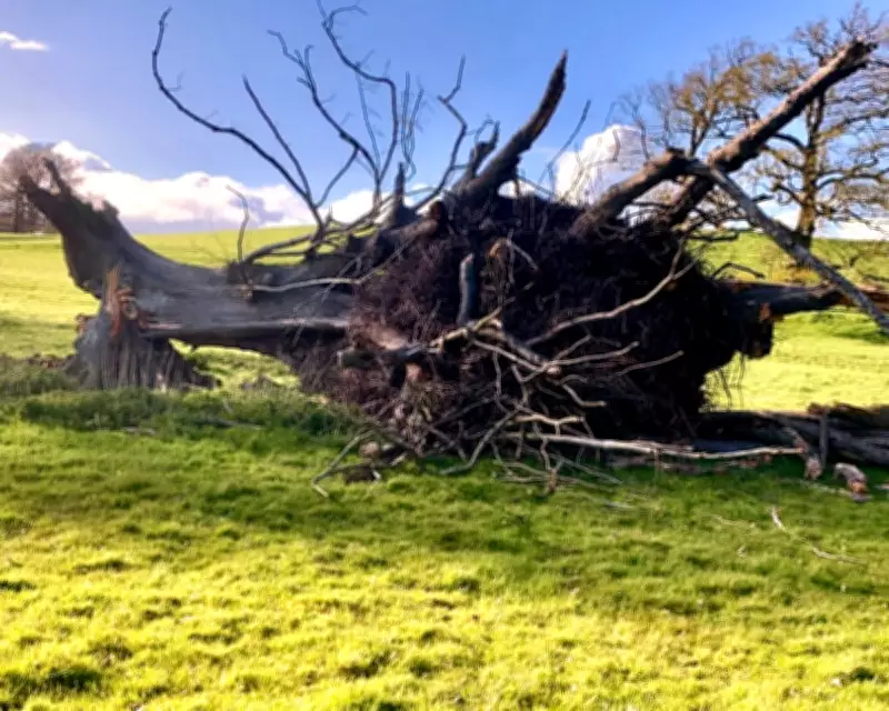 Fallen Giant: How a 300-Year-Old Lime Tree's Demise Redefines a Shropshire Landscape