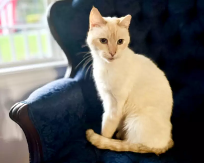 Family Reunited with Cat Dodger Seven Years After Losing Him in California Move