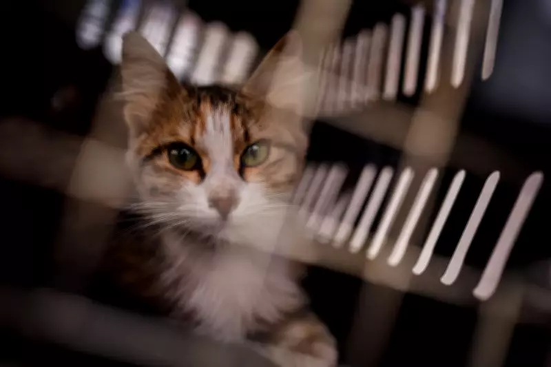 Family Reunited with Cat Missing for Seven Years After 2,500-Mile Journey