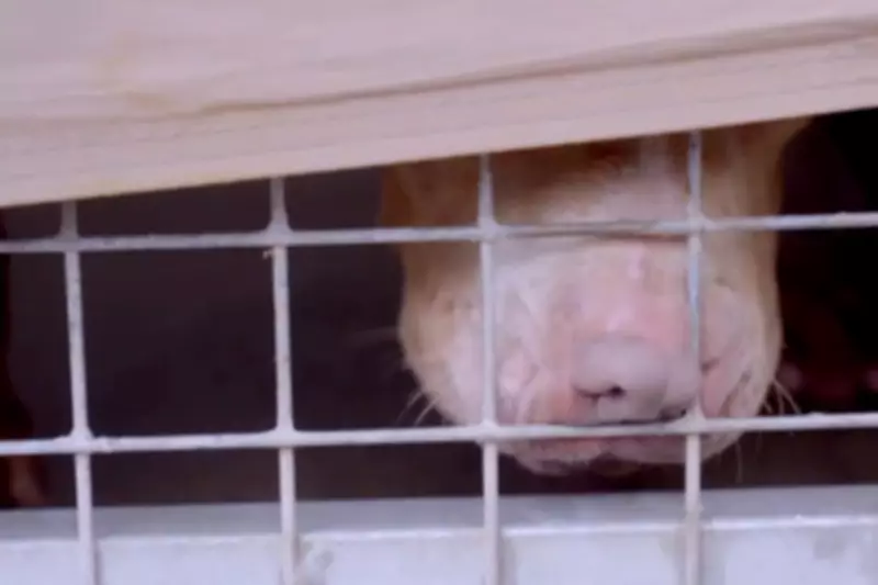 Fatal Dog Attacks Surge Over 200% as Hospital Admissions Climb Sharply