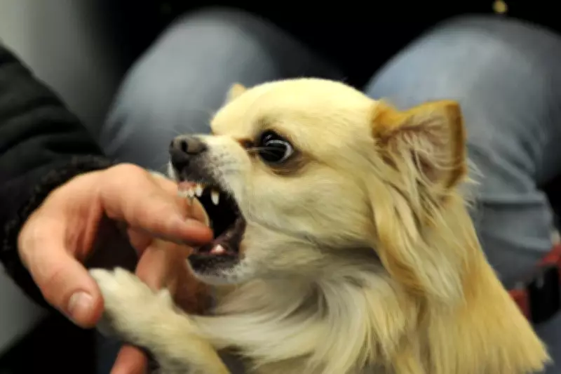 Fatal Dog Bites Surge Over 200% in One Year, Hospital Admissions Also Rise