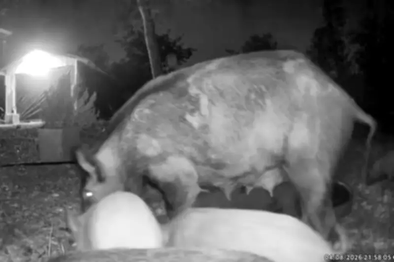 Feral Hog Invasion Hits Texas Suburbs as Residents Plead for Official Help