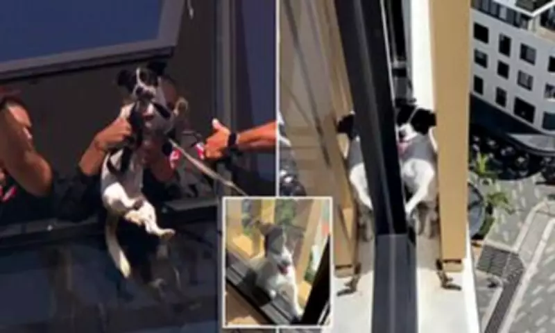 Firefighters Rescue Dog Trapped on 13th Floor of Sydney Apartment