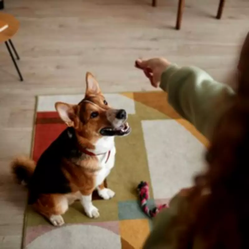 Five Compelling Reasons Why Dog Ownership Might Not Be Right for You