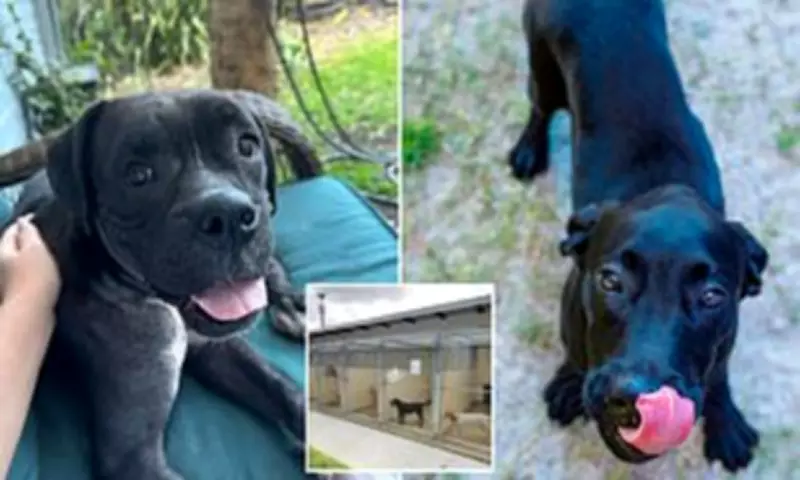 Florida Shelter Faces Backlash for Importing Puppies While Claiming Full Capacity