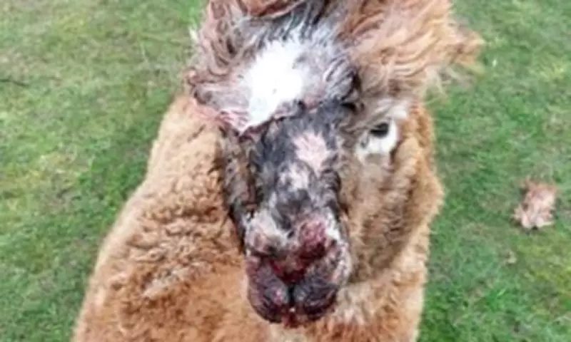 Four Alpacas Killed in Dog Attack Days After New Livestock Law Enacted