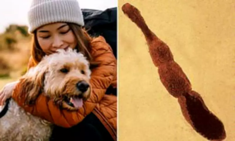 Fox Tapeworm Spreads Across US, Posing Rare but Deadly Liver Infection Risk
