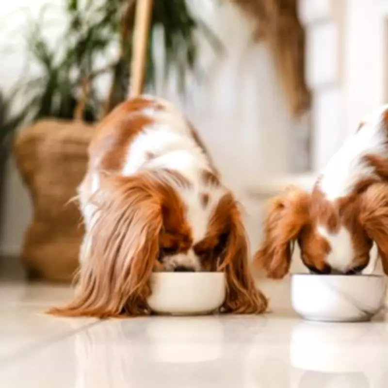 FSA Issues Critical Warning to Dog Owners Over Hidden Dangers in Raw Pet Food