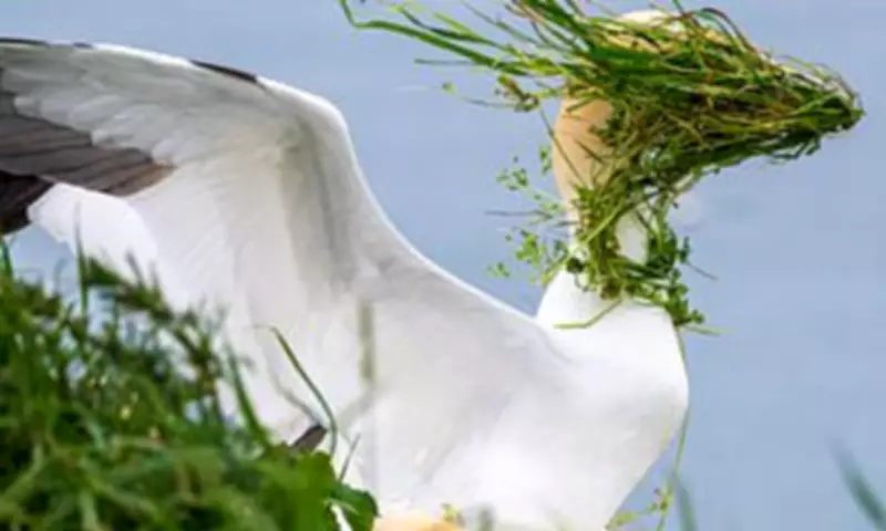 Gannet's Windy Moment Wins Nikon Comedy Wildlife Award