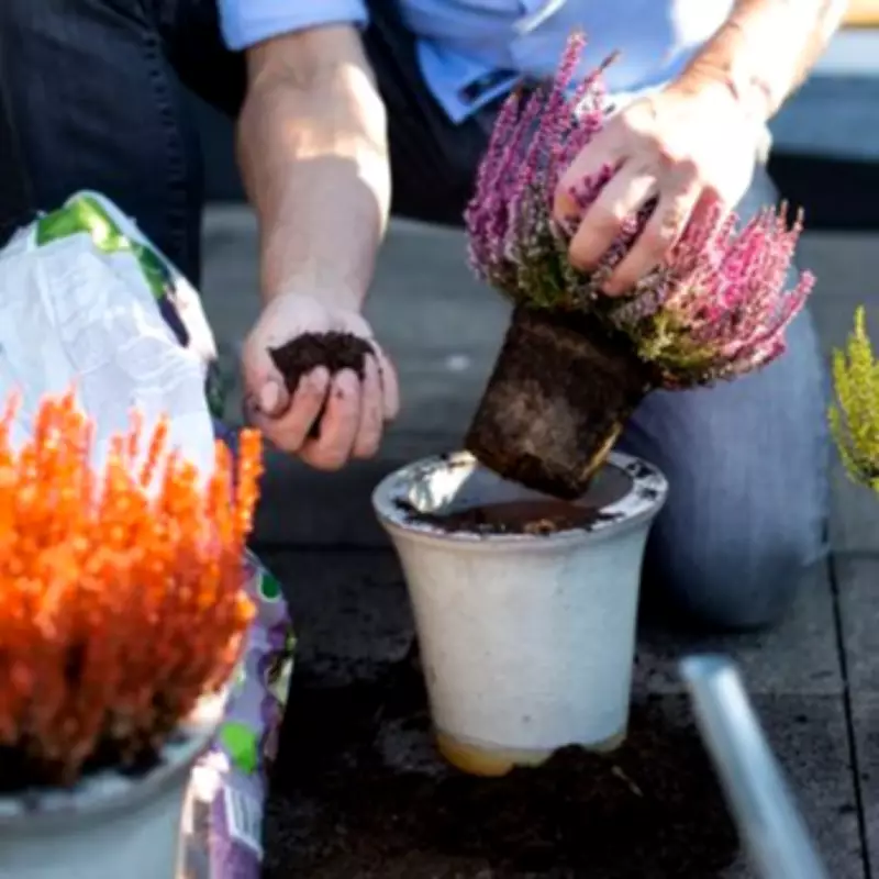 Garden Expert Joe Swift Reveals Three Steps to Perfect Container Shrubs