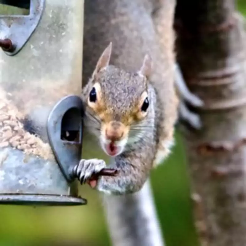 Gardener Reveals Best Plant to Deter Squirrels from Attacking Gardens
