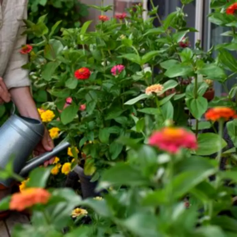 Gardener's 'Magic' Mushroom Water Trick to Beat UK Mini-Heatwave