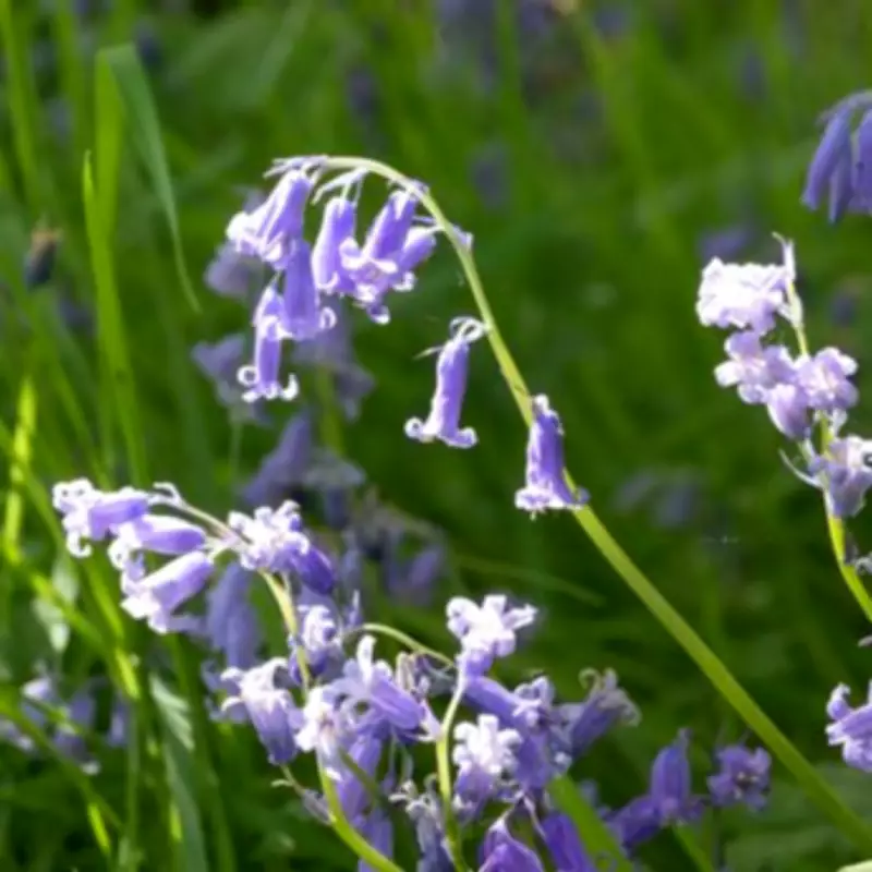 Gardeners Must Identify Bluebell Type This April to Protect Native Species