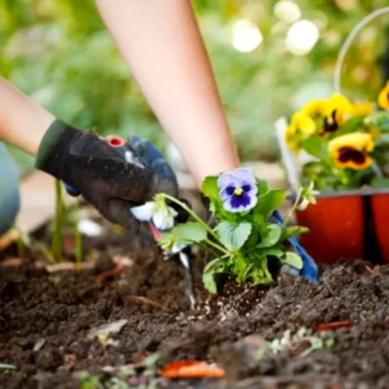 Gardener's Ultimate 8-Step Guide for Thriving Summer Garden Blooms