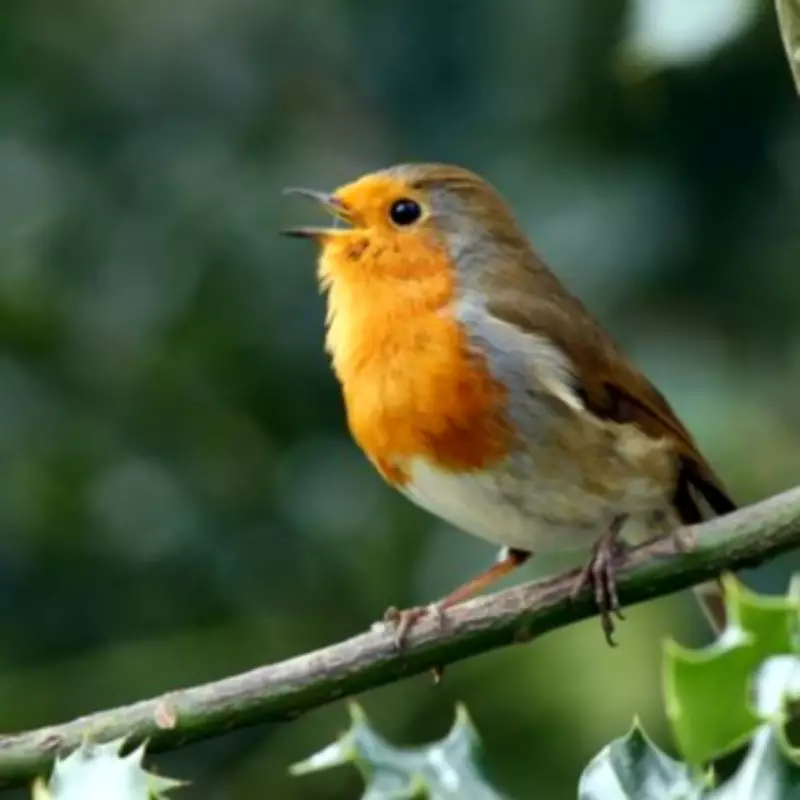 Gardeners Urged to Clean Bird Feeders Daily After RSPB Guidance