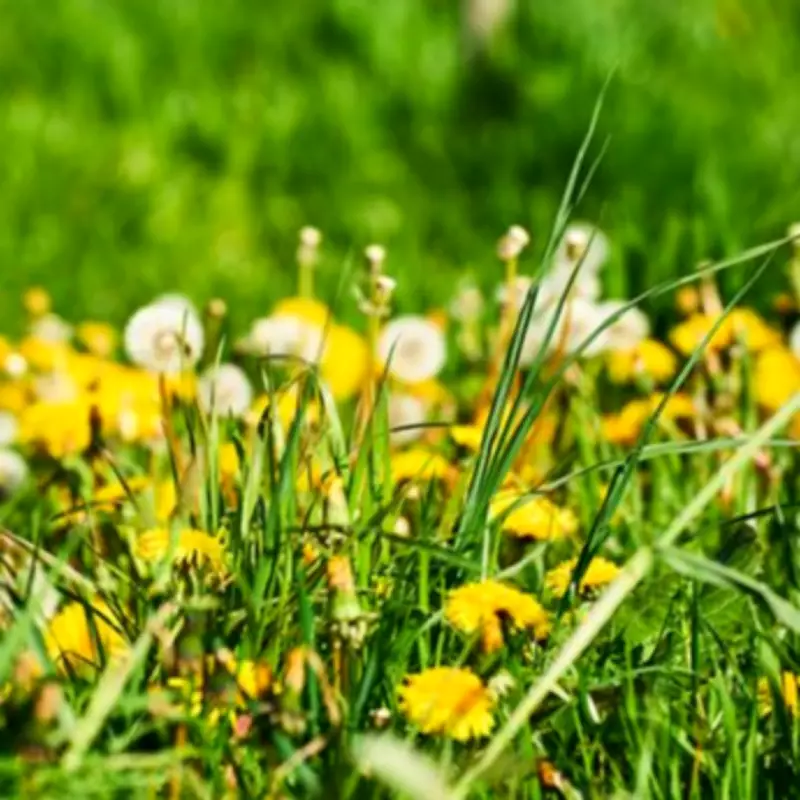 Gardeners Urged to Halt Mowing and Embrace Weeds to Save Bees This April