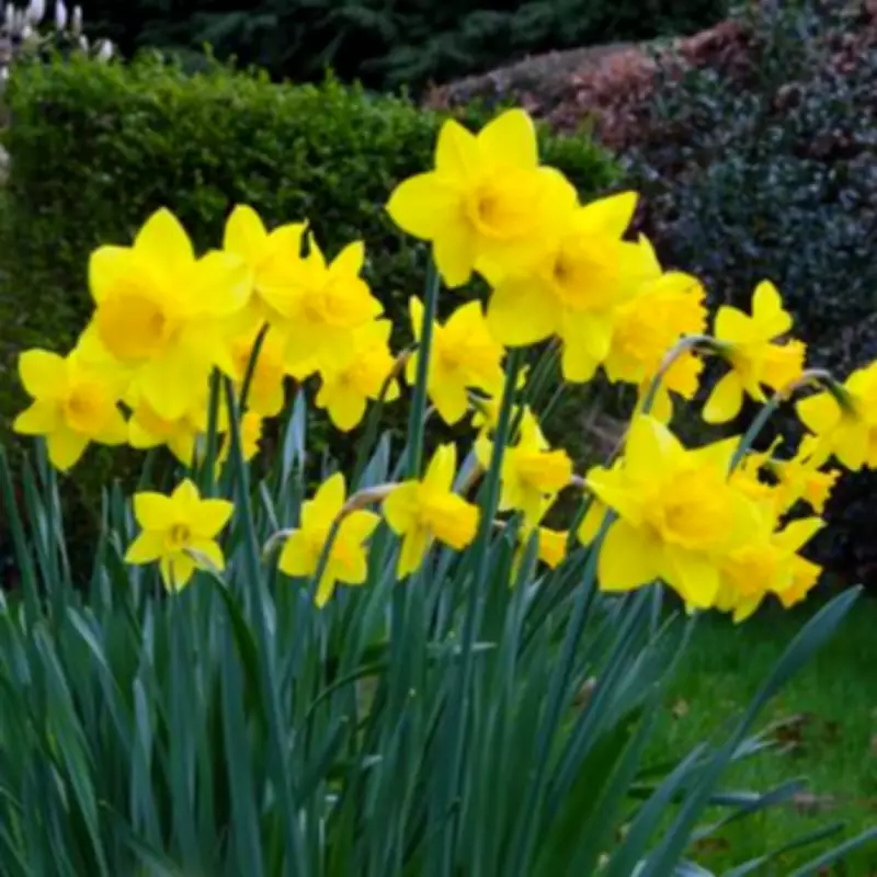Gardeners Urged to Perform 10-Second Daffodil Task Before April Ends
