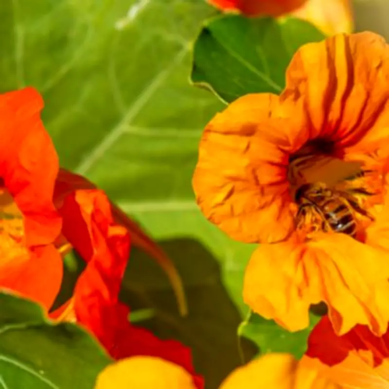 Gardeners Urged to Plant 8 Fast-Growing Flowers for Birds and Butterflies