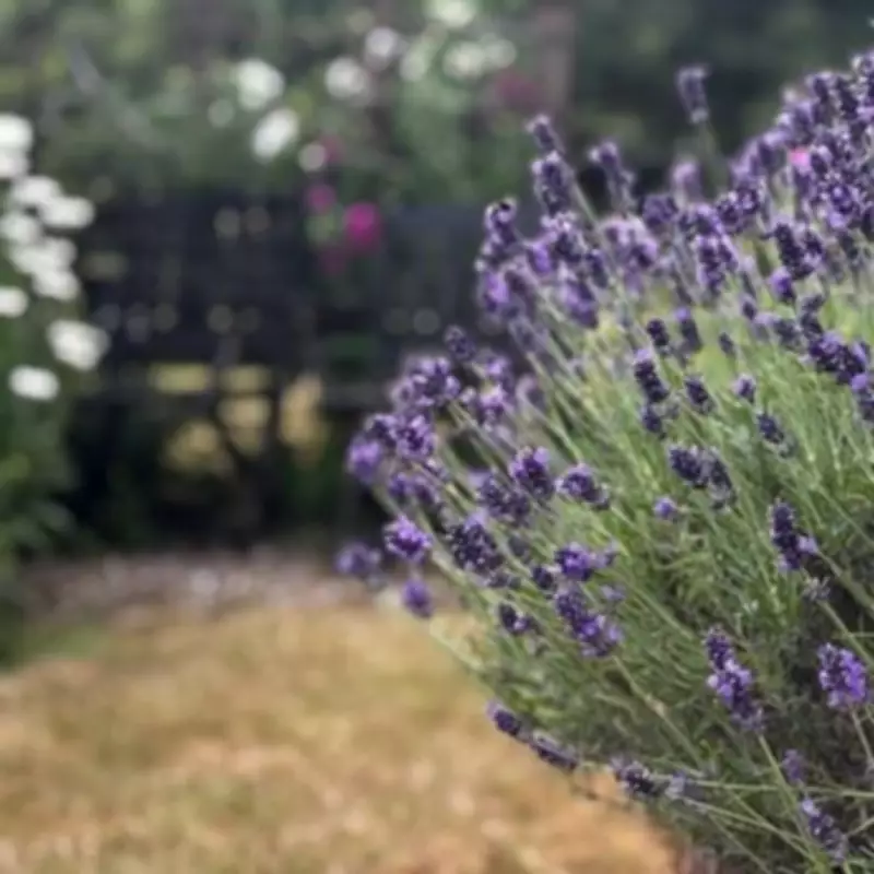 Gardeners Urged to Prune Lavender Now for Spectacular Summer Blooms