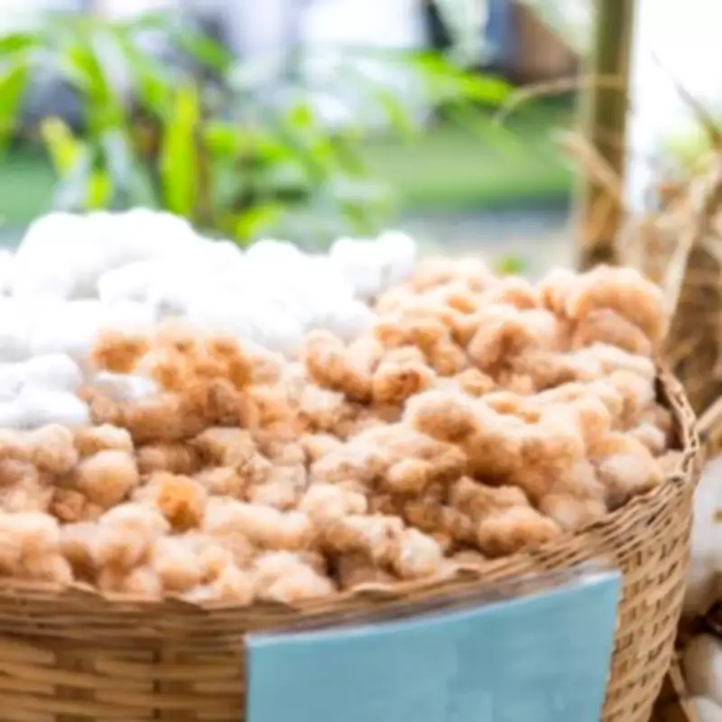 Gardeners Urged to Use Sheep Wool for Spring Planting Benefits