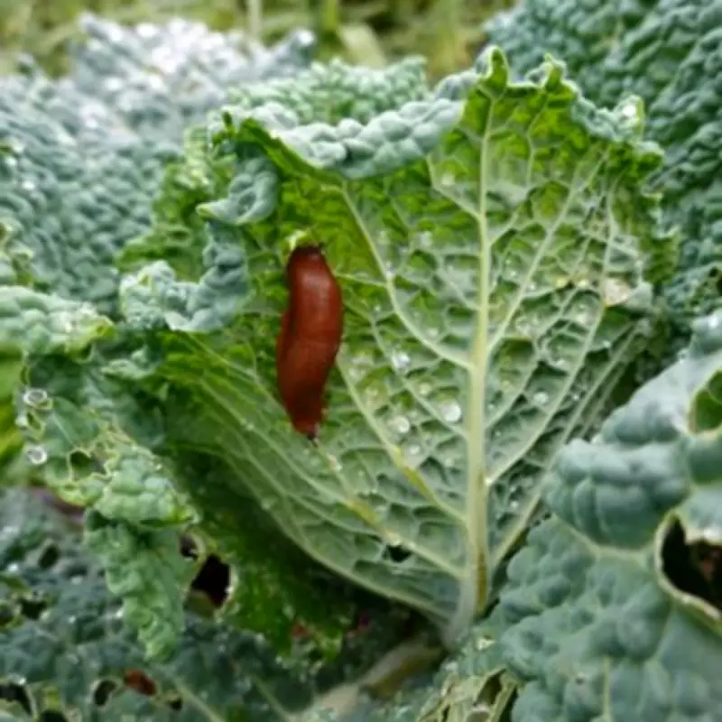 Gardening Expert Reveals Natural Thorn Barrier to Deter Slugs and Snails