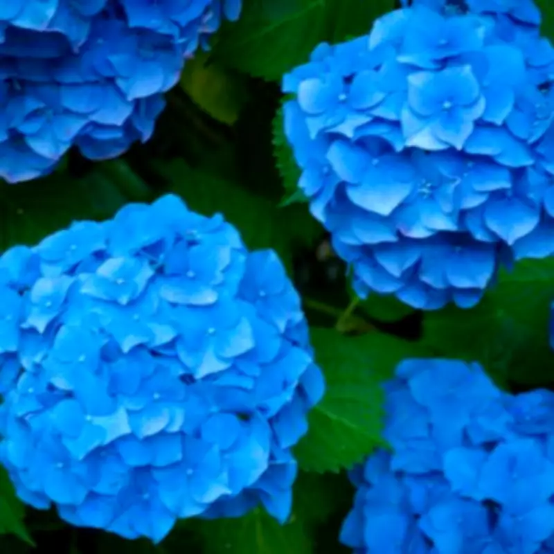 Gardening Expert Reveals Natural Trick to Turn Pink Hydrangeas Blue