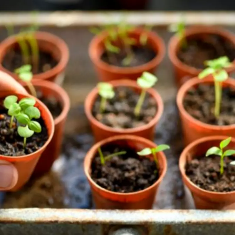 Gardening Expert Reveals Two Simple Fixes to Prevent Seedling Mould This Spring