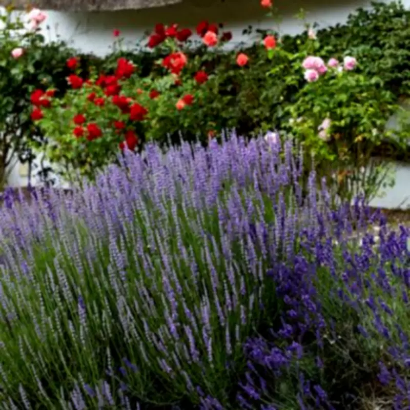Gardening Expert's Essential Spring Lavender Planting Tip Revealed